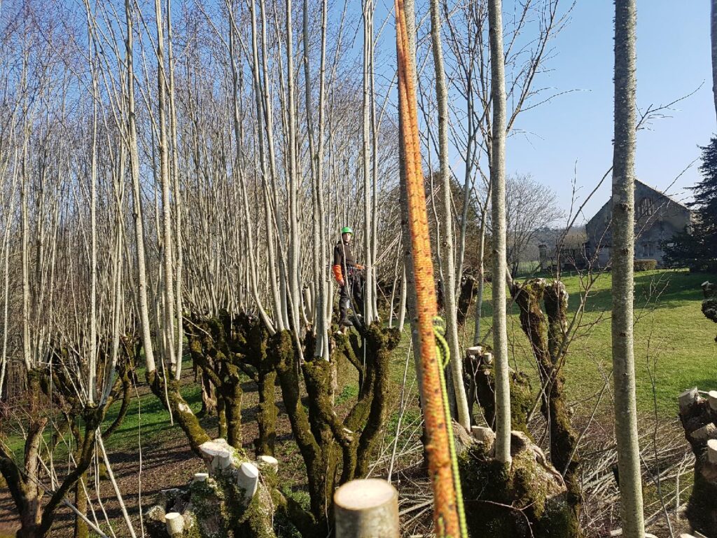 Avant taille - SARL Auprés de mon arbre