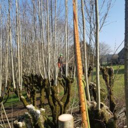 Avant taille - SARL Auprés de mon arbre