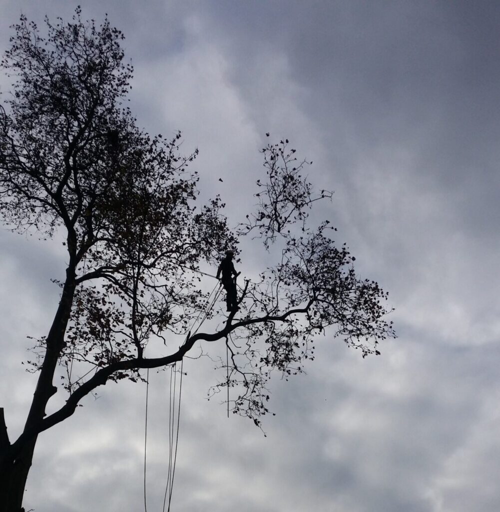 SARL Auprès de mon Arbre : Grimpeur, Arboriste Bassin d'Arcachon.