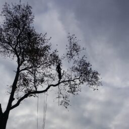 SARL Auprès de mon Arbre : Grimpeur, Arboriste Bassin d'Arcachon.