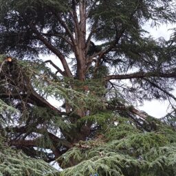 SARL Auprès de mon Arbre : Élagueur Bassin d'Arcachon.