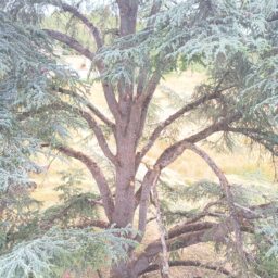 SARL Auprès de mon Arbre : Élagueur Dordogne