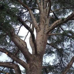 SARL Auprès de mon Arbre : Élagueur Bassin d'Arcachon.
